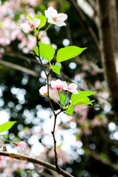 樱花