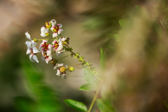 文冠果花