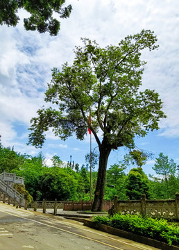 云峰寺门前的一颗绿树