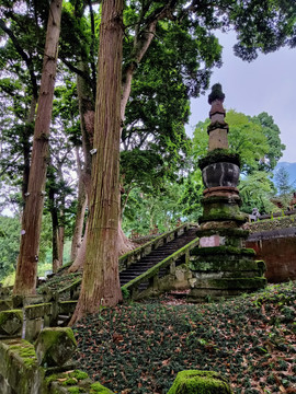 云峰寺院桢楠树林