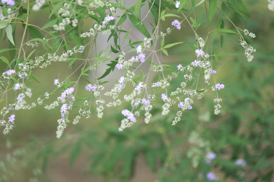 马鞭草