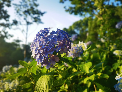 灿如夏花