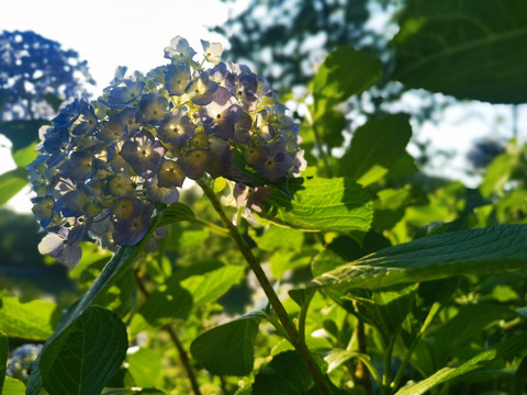 灿如夏花