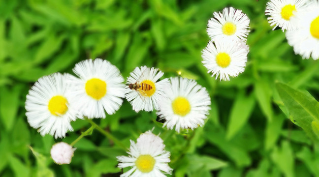 小菊花与蜜蜂