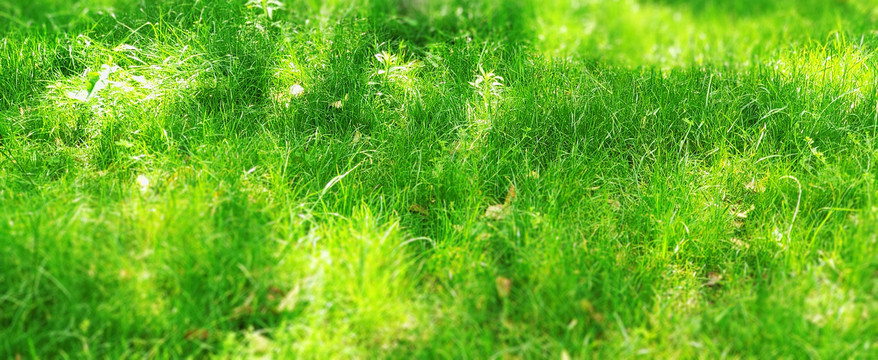 唯美青青芳草地