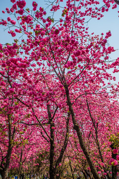 云南樱花