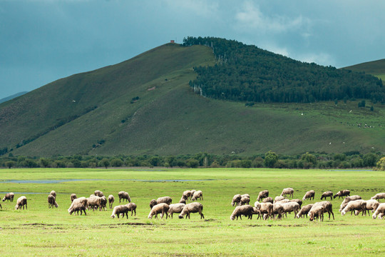 草原羊群吃草