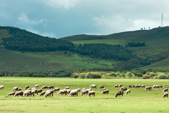 草地草原羊群吃草