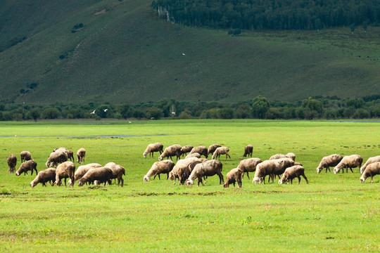 羊群吃草夏季草原