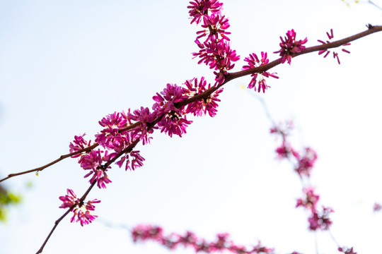 花枝繁花