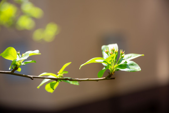 春天唯美花蕾