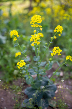 油菜花