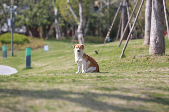 中华田园犬