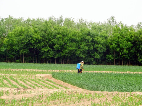 田园打药