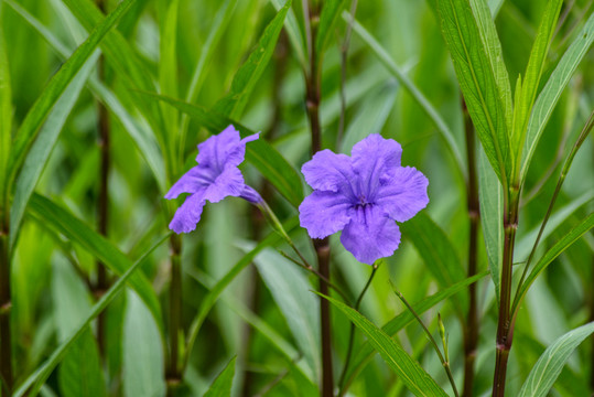 蓝花草