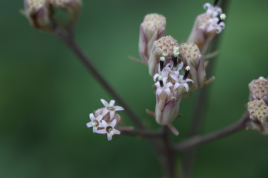 兔儿伞花