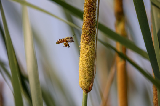 蜜蜂