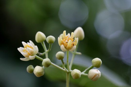 南京椴树花