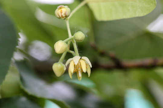 南京椴树花