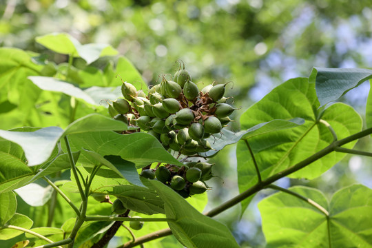 泡桐树果