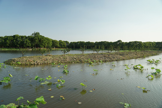 荷花塘湿地公园