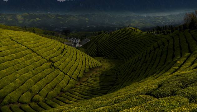 恩施鹤峰木耳山茶场