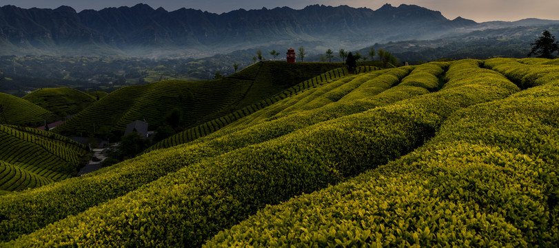 木耳山茶场