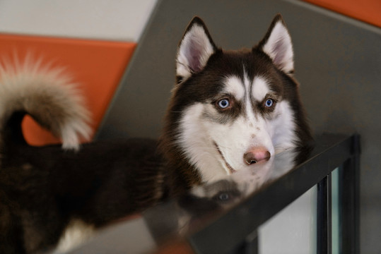 宠物狗狗萌犬萌宠