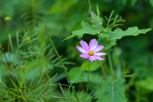 格桑花