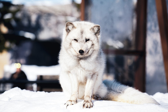 日本北海道动物园北极狐