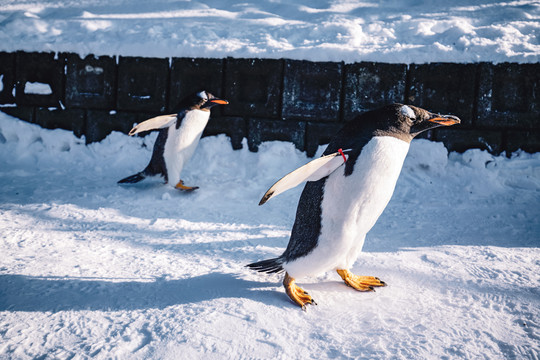 日本北海道动物园极地企鹅