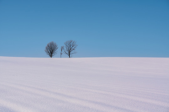 日本北海道雪中的树