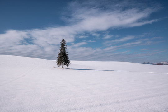 日本北海道雪中的圣诞树