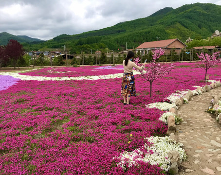 花田美妇拍照忙