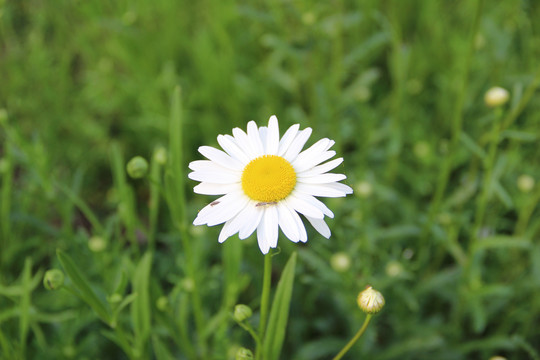 小雏菊