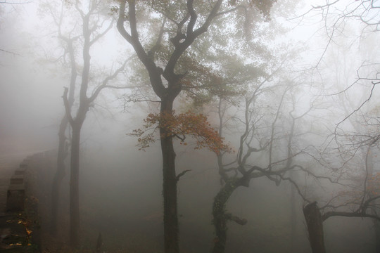 雾中风景