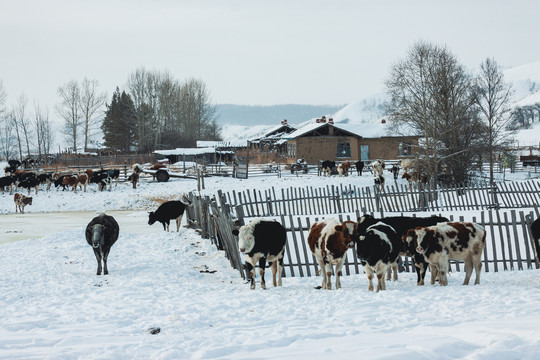 冬季村庄牛群