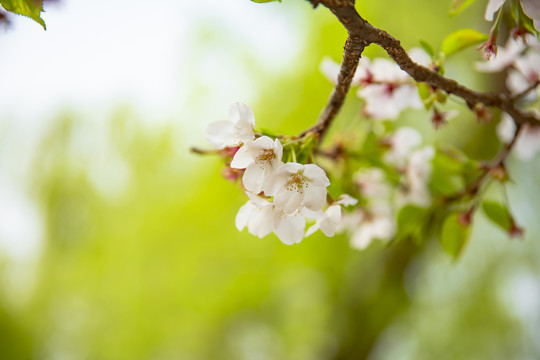 樱花