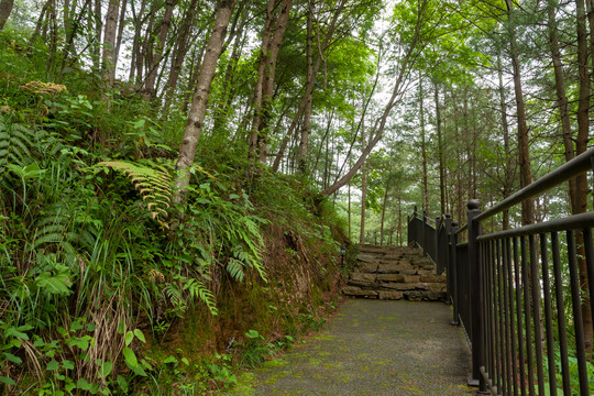 重庆市巫山县摩天岭森林公园