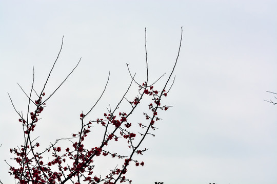 花枝俏