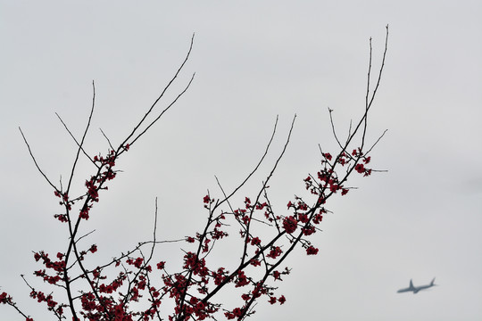 花枝俏