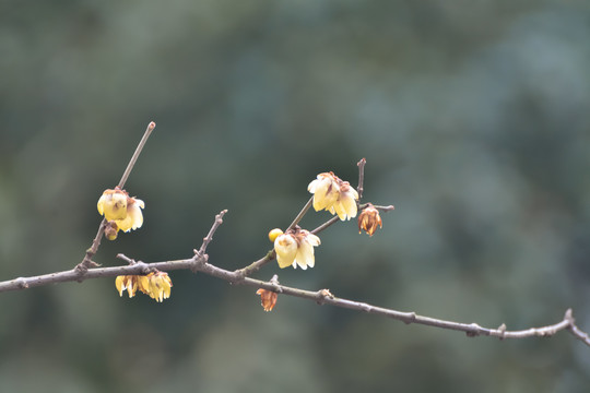 花枝俏