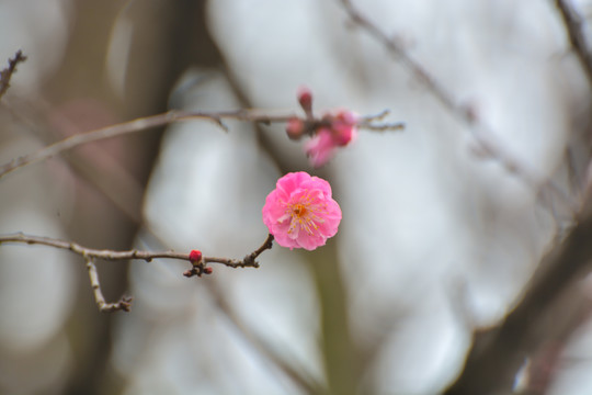 花枝俏