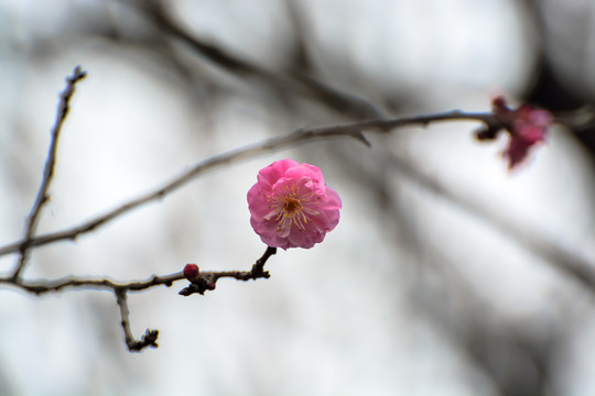 花枝俏