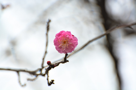 花枝俏