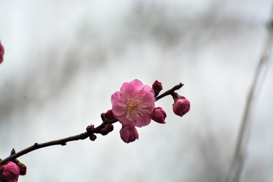 花枝俏