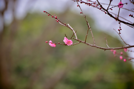 花枝俏