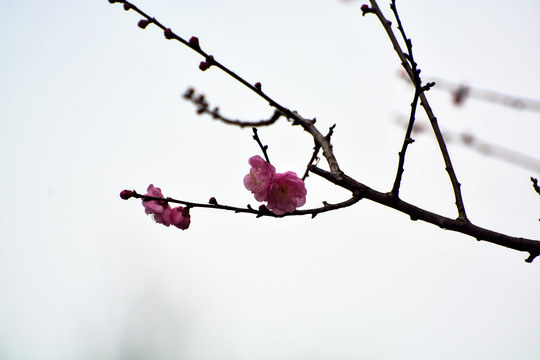 花枝俏