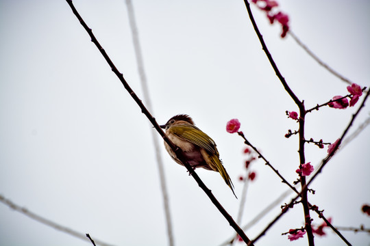 花枝俏