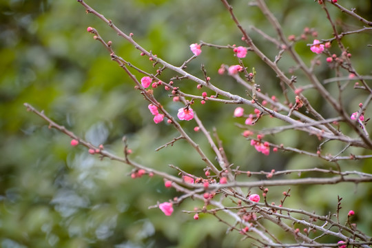 花枝俏